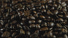 fresh roasted coffee beans Mama Bearista Coffee
